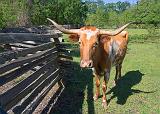 Texas Longhorn_46523